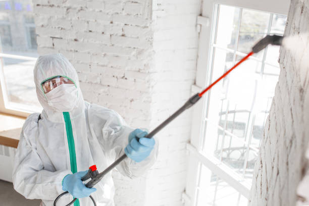 Best Mold Odor Removal Services  in Cattaraugus, NY